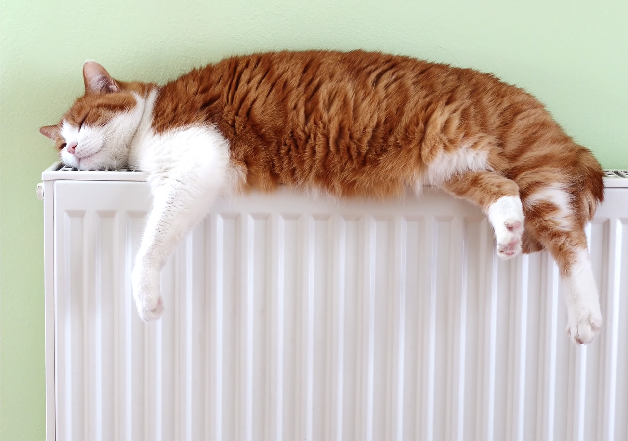 Katze liegt auf der Heizung und genießt die Wärme.