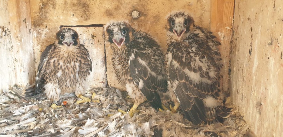 Falkennachwuchs im Nest am Lausward