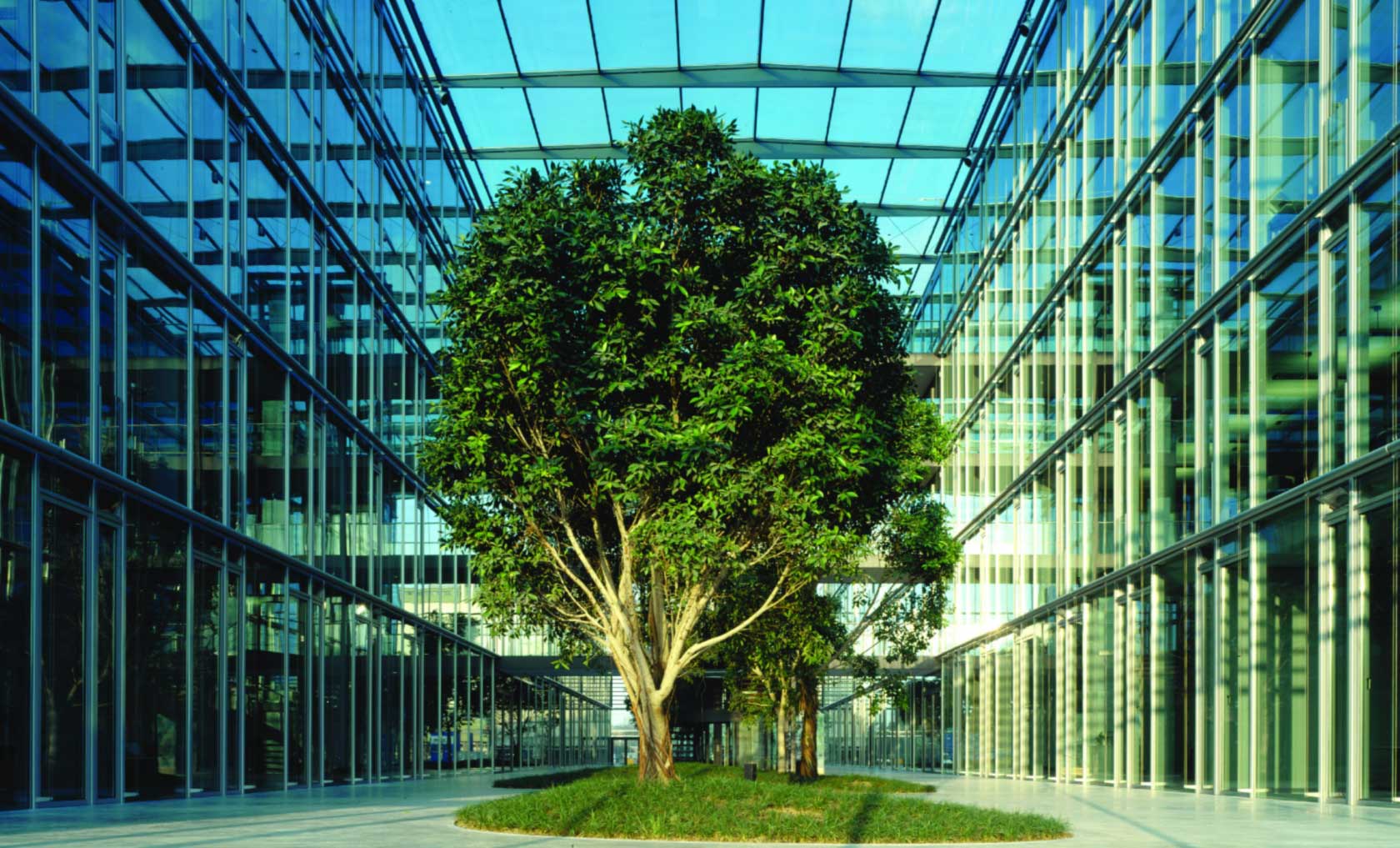 Karriere: Ein Baum im Foyer der Verwaltung