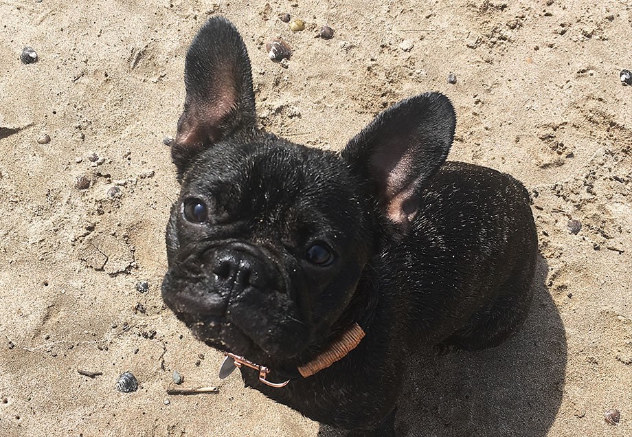 Frida, der Hund von Jennifer Schleich von www.jestil.de am Rheinstrand in Himmelgeist.