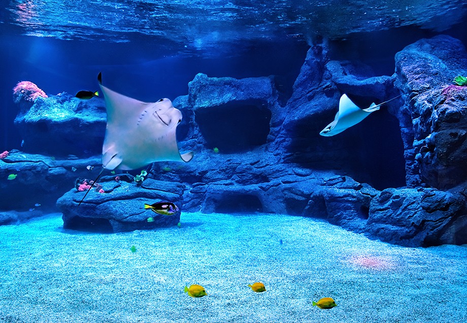 Haie und Rochen schwimmen im größten Aquarium des Aquazoos Düsseldorf.  