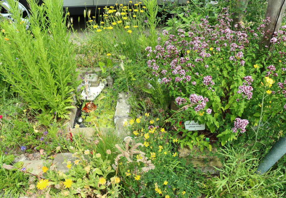 Baumpatenschaft in Düsseldorf: Nahaufnahme von Blüten