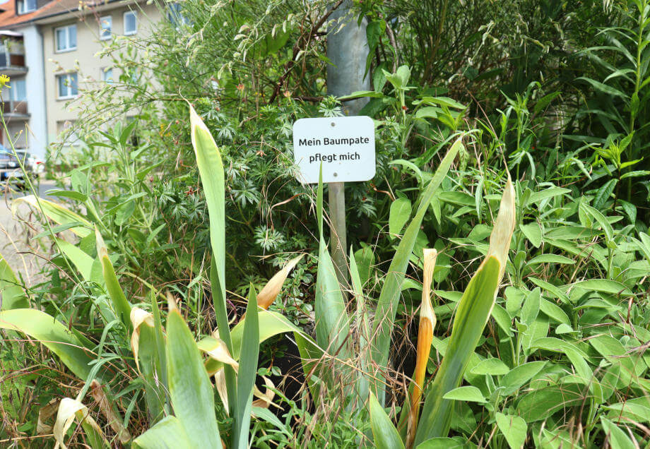 Schild mit Hinweis auf Baumpatenschaft in Düsseldorf