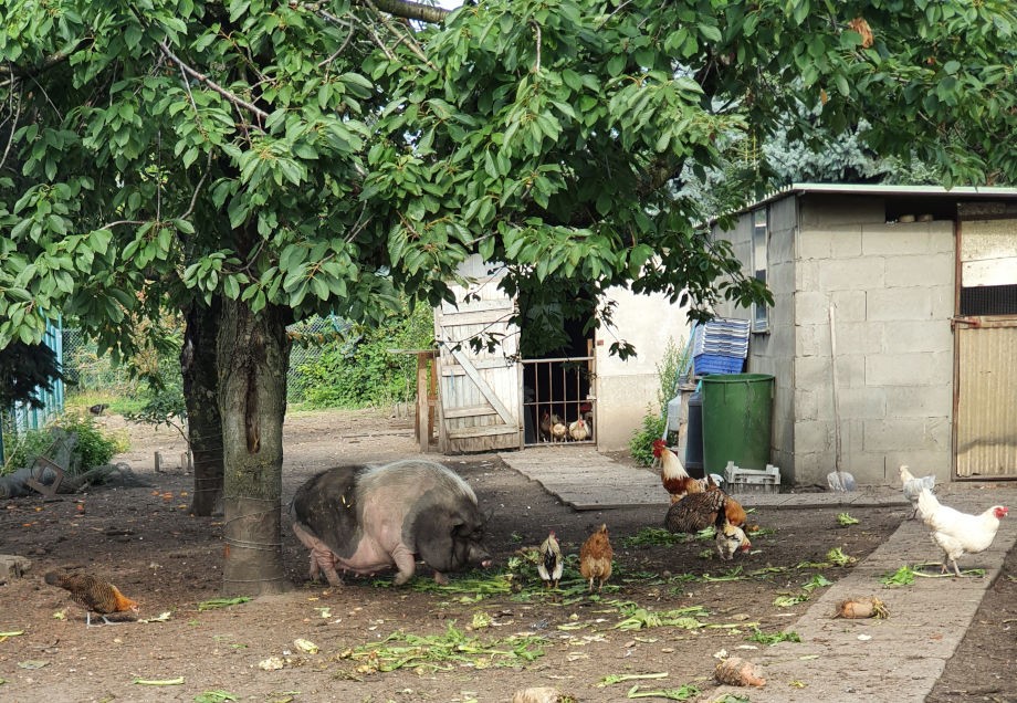 Hängebauchschwein und Hühner auf dem Bauernhof.