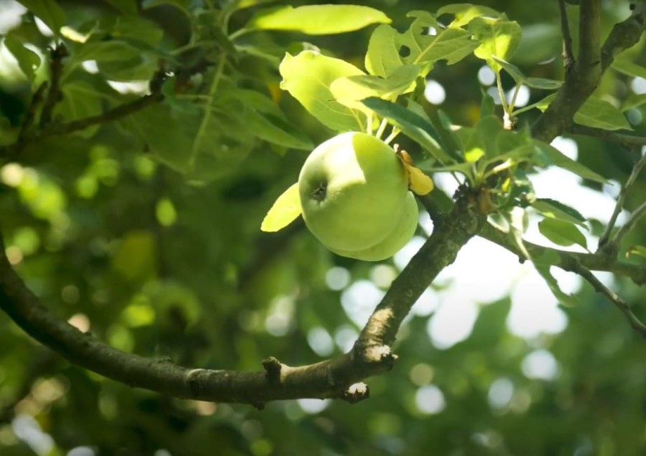 Ein Zweig mit zwei grünen Äpfel an einem Baum im ÖKOTOP HEERDT.