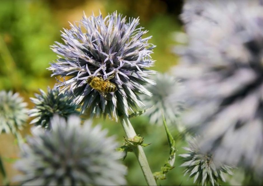Eine Biene, die im ÖKOTOP HEERDT Blüten bestäubt.