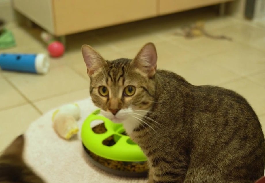 Tierheim Düsseldorf: Katze im Gruppenraum des Katzenhauses