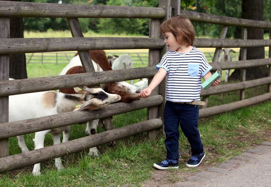 Kind füttert Ziegen im Düsseldorfer Südpark.