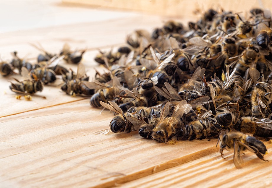 Eine große Gruppe Bienen liegt auf einem Haufen auf Holzplanken.