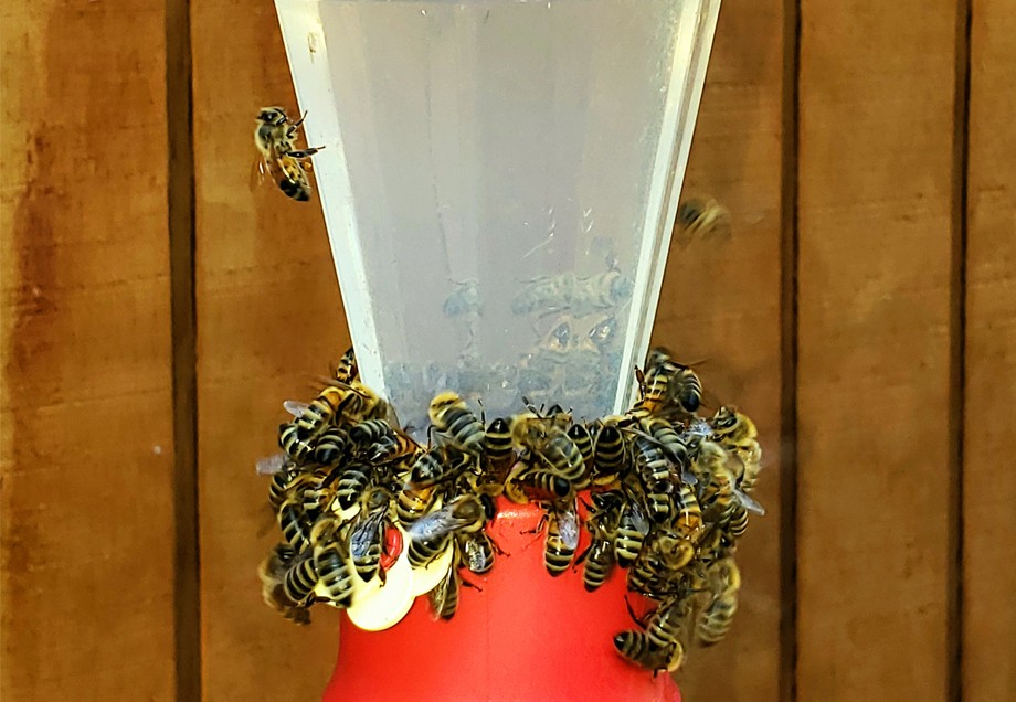 Bienen an einem Nektar-Spender