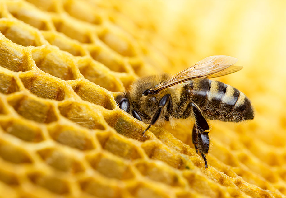 Eine Biene taucht in eine Wabenstruktur ein.