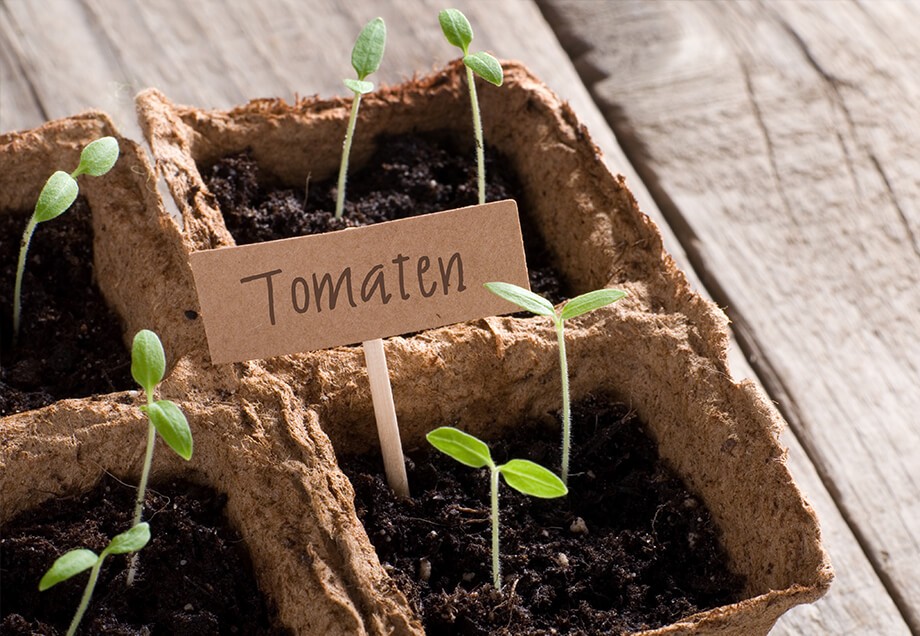 Einige Gemüsearten wie beispielsweise Tomaten lassen sich bereits in einem kleinen Karton auf dem eigenen Balkon erfolgreich anzüchten. 