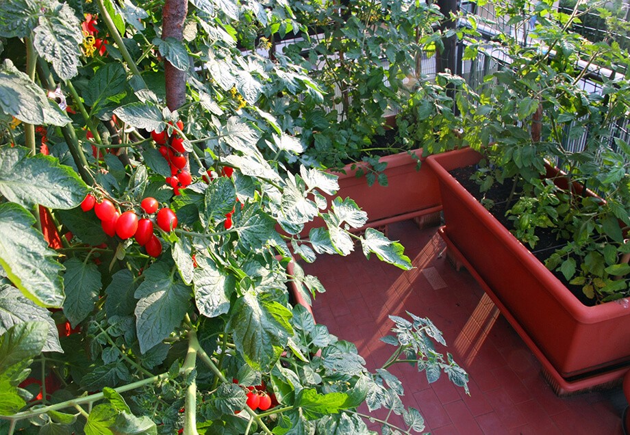 Wer den eigenen Garten sinnvoll plant, bekommt das ganze Jahr frische Früchte und Gemüse frei Haus. 