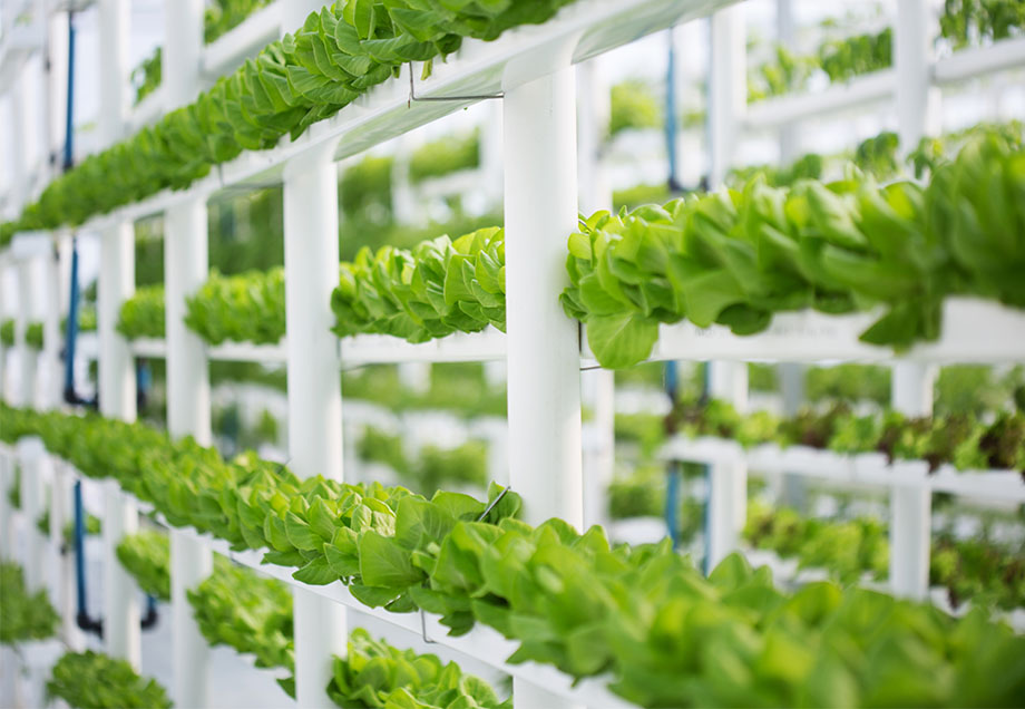 Vertikales Farmen mit Salatköpfen in einem Regal.