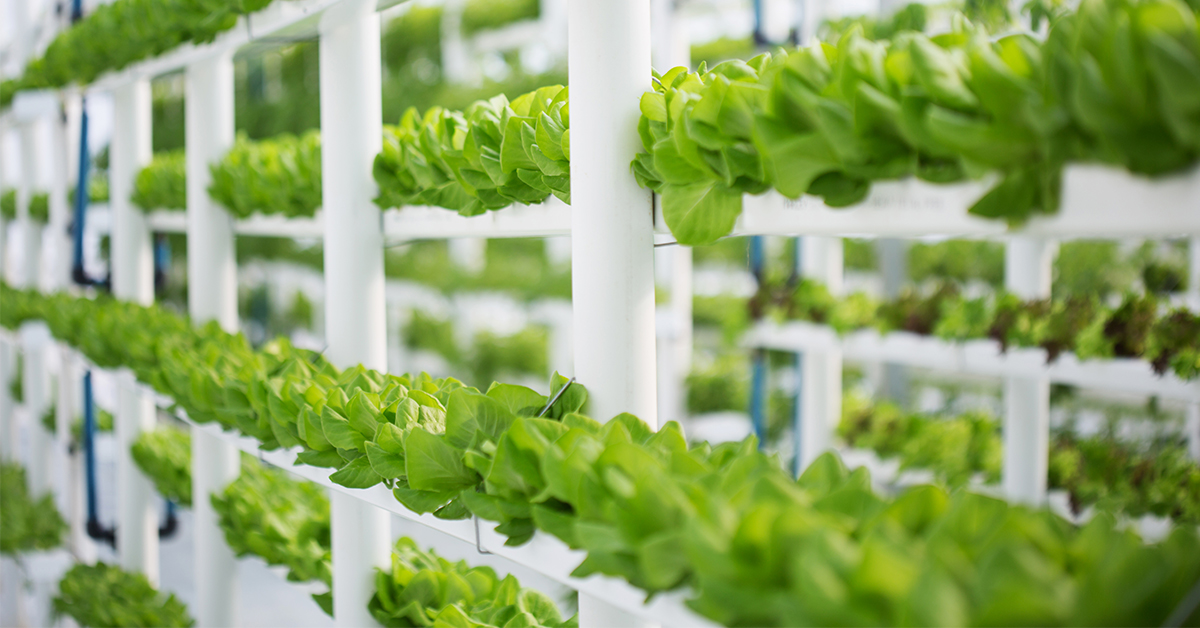 Aquaponik leicht erklärt | Stadtwerke Düsseldorf