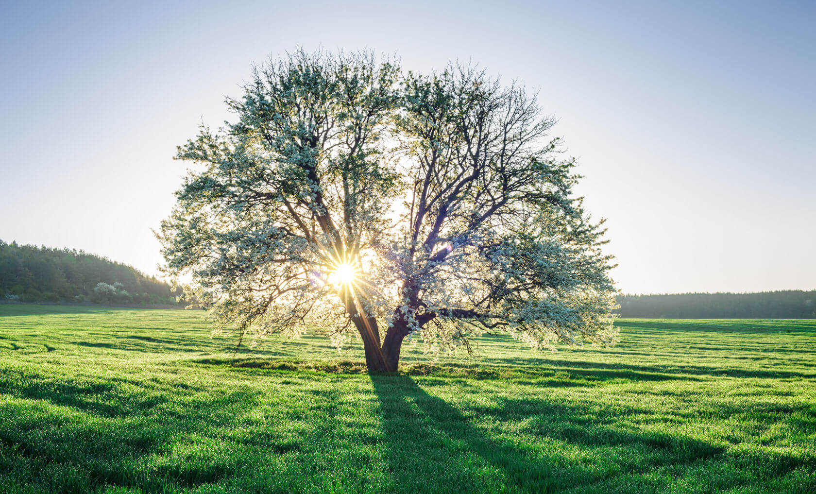 Taufrisches Frühlingsfeld bei Sonnenaufgang © Misha Kaminsky / E+ via Getty Images