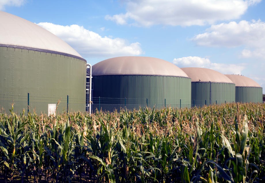 Gasarten: Vier Silos einer Biogasanlage mit Maispflanzen im Vordergrund.