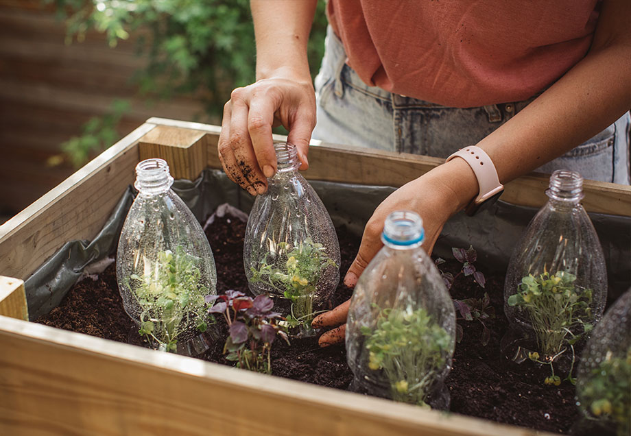 Plastik-Recycling für Mutter Natur: Minigewächshäuser aus PET-Flaschen stecken in einem Blumenbeet.