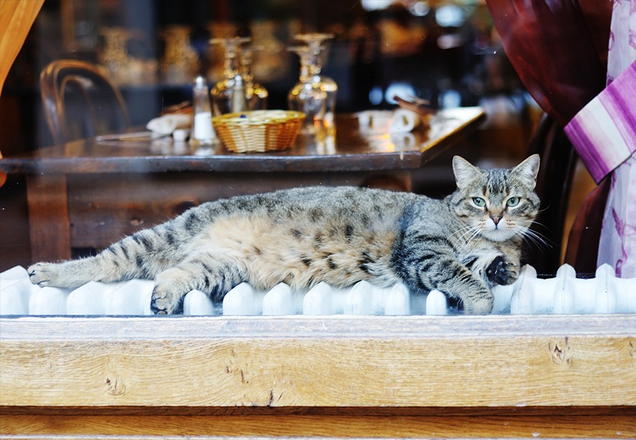 Eine Katze räkelt sich genüsslich auf einem alten Heizkörper, der im Schaufenster eines gediegen eingerichteten Katzencafés steht.