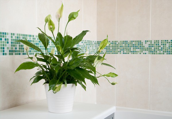 Auch bei der Badezimmerdekoration gilt: Weniger ist mehr. Schon eine kleine Pflanze kann neue Frische bringen.