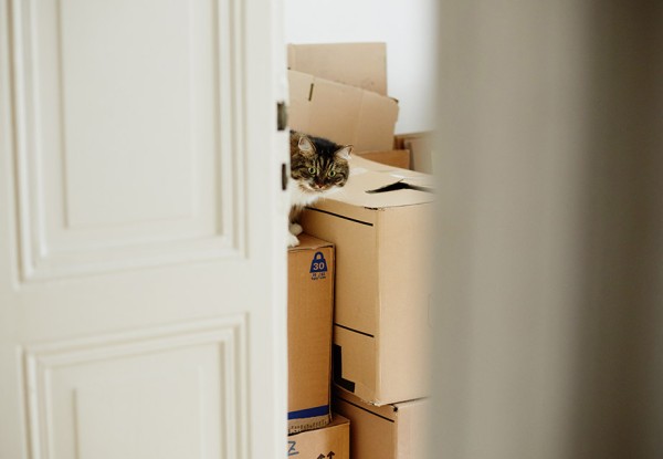 Die Katze gehört zwar nicht in den Karton, sollte aber auch nicht vergessen werden.